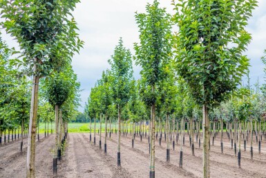 Sierkers Prunus 'Umineko' Hoogstam Prunus 'Umineko' hoogstam