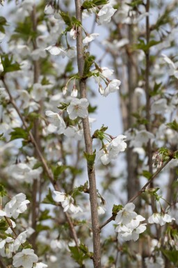Prunus 'Umineko' meerstammig 400-450