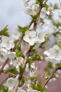 Prunus 'Umineko' meerstammig 400-450