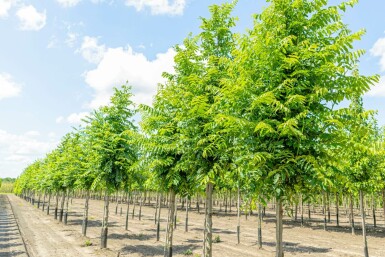 Pterocarya fraxinifolia hoogstam