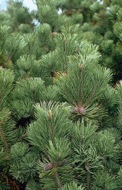Bergden Pinus mugo mughus Struik 20-30 Pot C2 Pinus mugo struik 20-30 cm