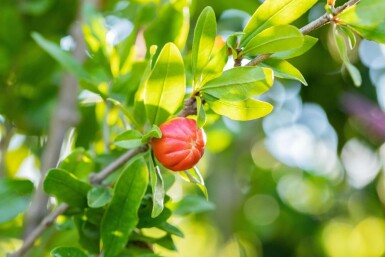 Granaatappel Punica granatum Meerstammig Punica granatum meerstammig