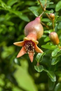 Punica granatum meerstammig 250-300
