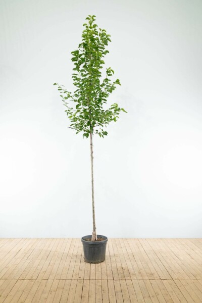 Sierpeer Pyrus calleryana 'Chanticleer' Hoogstam stamomtrek 8-10 P Pyrus calleryana 'Chanticleer' hoogstam 8/10