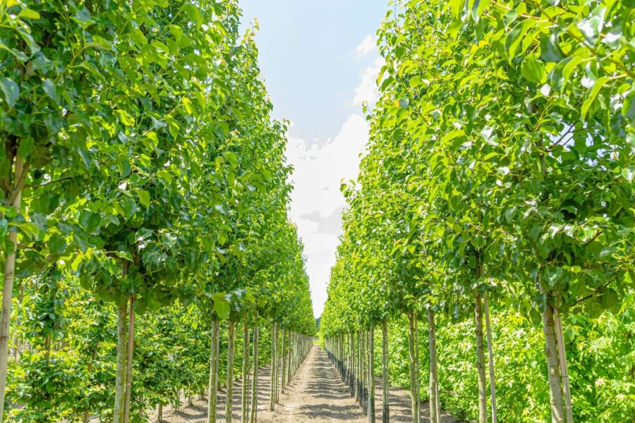 Sierpeer Pyrus calleryana 'Chanticleer' Hoogstam stamomtrek 8-10 P Pyrus calleryana 'Chanticleer' hoogstam 8/10