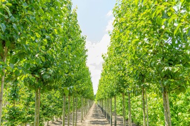 Pyrus calleryana 'Chanticleer' hoogstam 8/10