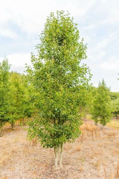 Sierpeer Pyrus calleryana 'Chanticleer' Meerstammig 200-250 P Pyrus calleryana 'Chanticleer' meerstammig 200-250