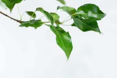 Sierpeer Pyrus calleryana 'Chanticleer' Meerstammig 200-250 P Pyrus calleryana 'Chanticleer' meerstammig 200-250