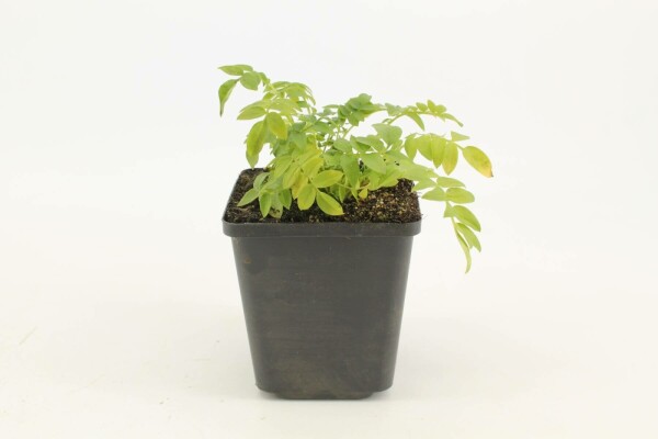 Jacobsladder Polemonium caeruleum 'Album' 5-10 Pot P9