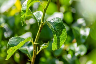 Pyrus communis 'Conference' hoogstam 20/25