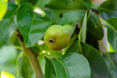 Pyrus communis 'Conference' hoogstam 20/25