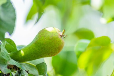 Pyrus communis 'Conference' hoogstam 20/25