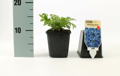 Kruipende Jacobsladder Polemonium reptans 'Blue Pearl' 5-10 Pot P9
