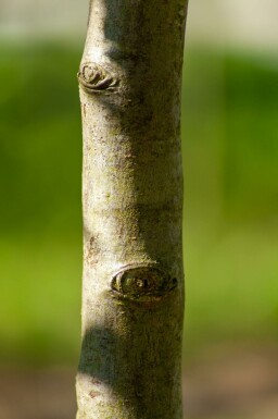 Pyrus salicifolia hoogstam 12/14