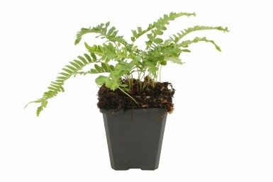 Eikvaren Polypodium vulgare 5-10 Pot P9