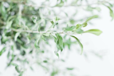 Pyrus salicifolia 'Pendula' hoogstam 4/6 (spil)