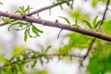 Pyrus salicifolia 'Pendula' hoogstam 4/6 (spil)