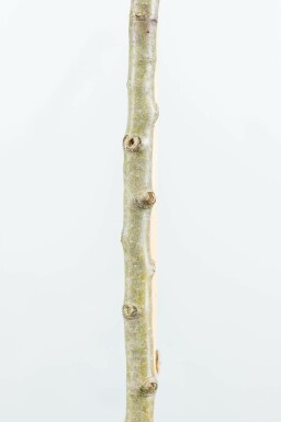 Pyrus salicifolia 'Pendula' hoogstam 4/6 (spil)
