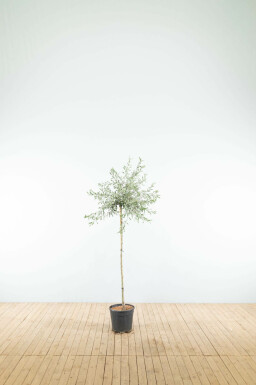 Wilgbladige treurpeer Pyrus salicifolia 'Pendula' Halfstam Pyrus salicifolia 'Pendula' halfstam