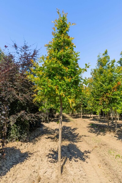 Quercus bicolor hoogstam 12/14
