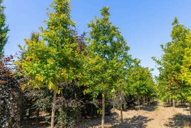 Quercus bicolor hoogstam 12/14