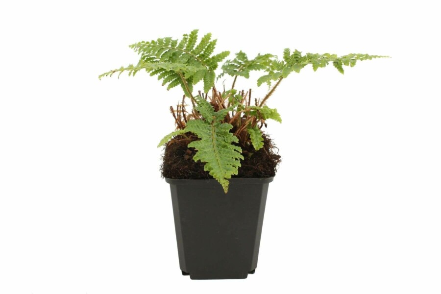 Naaldvaren Polystichum polyblepharum 5-10 Pot P9 Polystichum polyblepharum