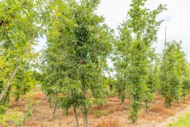 Quercus cerris meerstammig 250-300