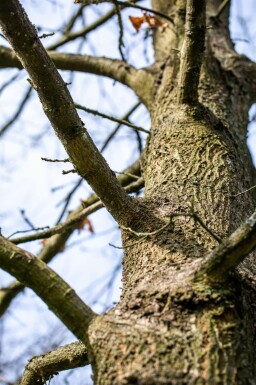 Quercus cerris meerstammig 250-300