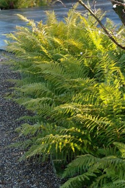 Naaldvaren Polystichum setiferum 5-10 Pot P9