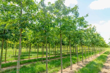 Scharlaken eik Quercus coccinea Hoogstam Quercus coccinea hoogstam