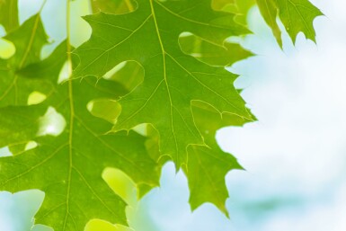 Quercus coccinea hoogstam 14/16