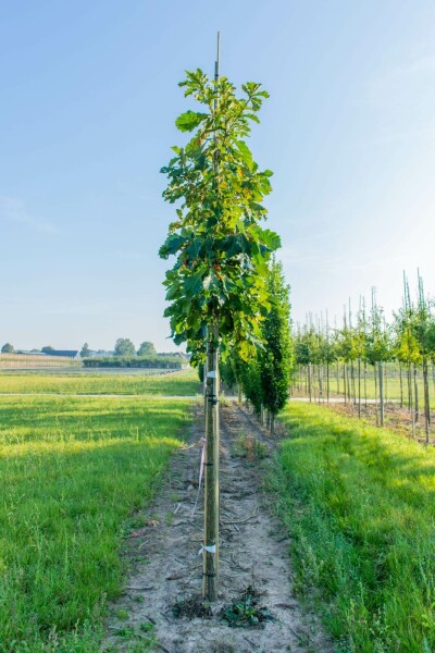 Quercus dentata hoogstam 20/25