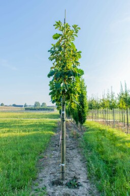 Japanse keizereik Quercus dentata Hoogstam Quercus dentata hoogstam