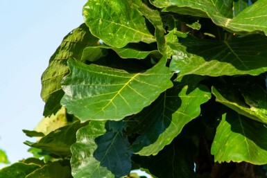 Quercus dentata hoogstam 20/25