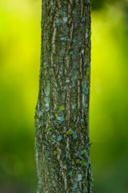 Japanse keizereik Quercus dentata Hoogstam stamomtrek 20-25 P Quercus dentata hoogstam 20/25