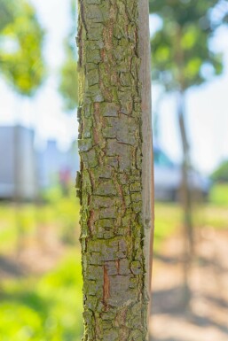 Quercus frainetto hoogstam 14/16