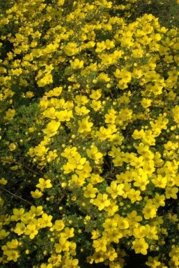 Ganzerik Potentilla aurea 5-10 Pot P9 Potentilla aurea