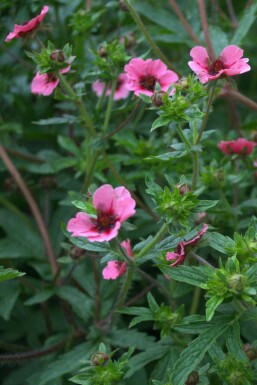 Ganzerik Potentilla nepalensis 'Miss Willmott' 5-10 Pot P9 Potentilla nepalensis 'Miss Willmott'