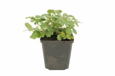Ganzerik Potentilla nepalensis 'Miss Willmott' 5-10 Pot P9 Potentilla nepalensis 'Miss Willmott'
