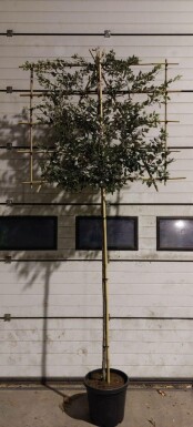 Steeneik Quercus ilex Leiboom Quercus ilex leiboom