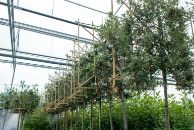 Quercus ilex leiboom 6/8 180cm stam 150b x 120h