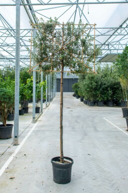 Steeneik Quercus ilex Leiboom stamomtrek 6-8 stamhoogte 180 Lei 150 x 120 P Quercus ilex leiboom 6/8 180cm stam 150b x 120h