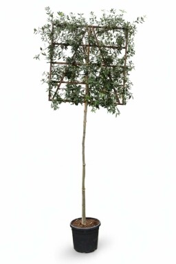 Quercus ilex leiboom 8/10 150cm stam 150b x 120h