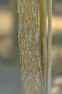 Quercus imbricaria hoogstam 10/12