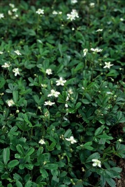 Ganzerik Potentilla tridentata 'Nuuk' 5-10 Pot P9