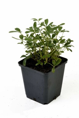 Ganzerik Potentilla tridentata 'Nuuk' 5-10 Pot P9 Potentilla tridentata 'Nuuk'