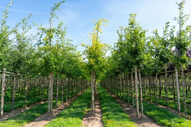 Quercus palustris hoogstam 10/12