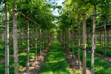 Quercus palustris hoogstam 10/12