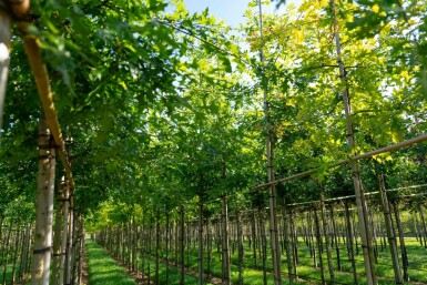 Quercus palustris hoogstam 10/12