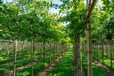 Quercus palustris hoogstam 10/12